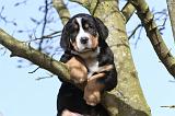 GRAND BOUVIER SUISSE 020